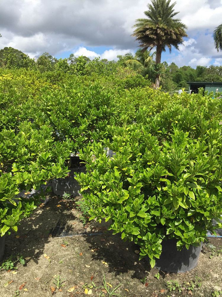 gardenia-jasminoides-miami-supreme-cape-jasmine-gandharaj-gardenia-augusta