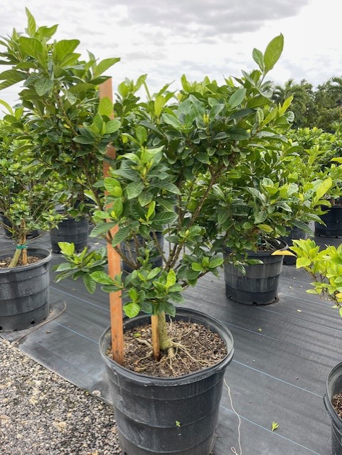 gardenia-jasminoides-miami-supreme-cape-jasmine-gandharaj-gardenia-augusta