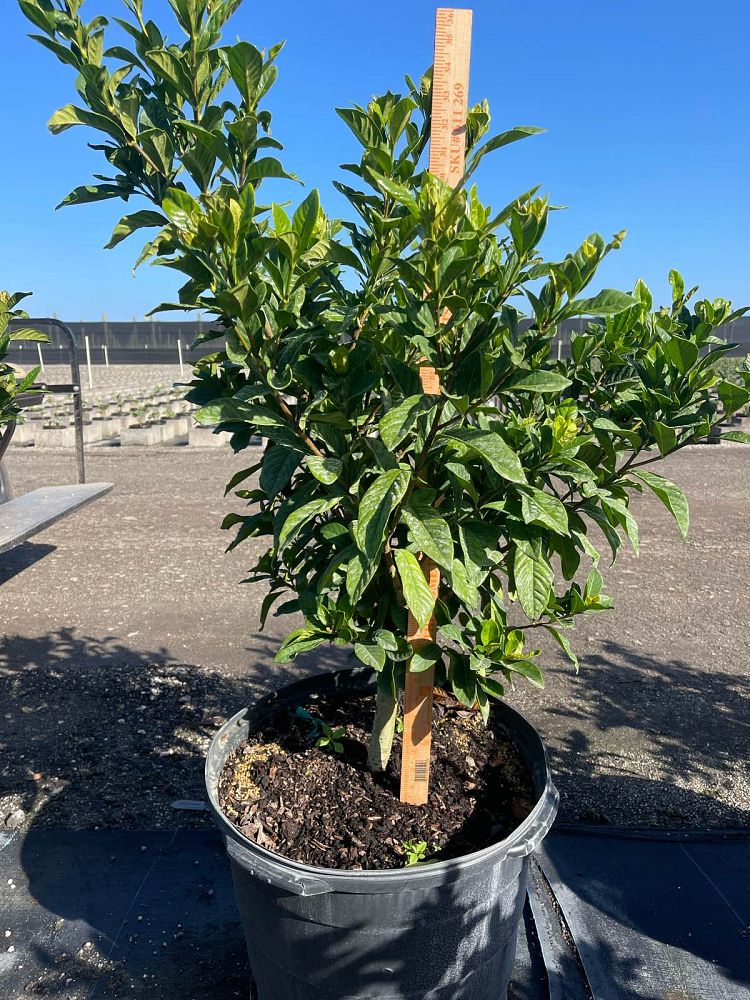 gardenia-jasminoides-miami-supreme-cape-jasmine-gandharaj-gardenia-augusta