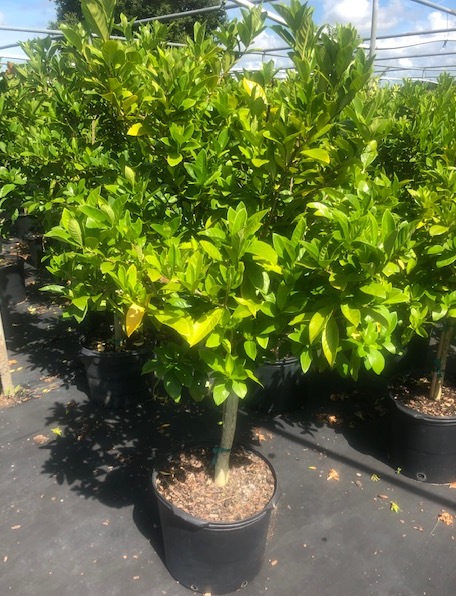gardenia-jasminoides-miami-supreme-cape-jasmine-gandharaj-gardenia-augusta