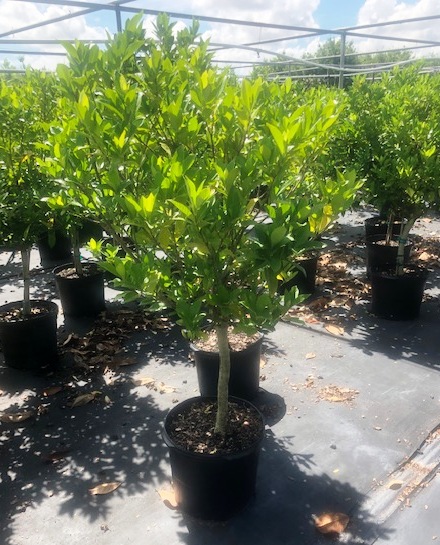 gardenia-jasminoides-miami-supreme-cape-jasmine-gandharaj-gardenia-augusta