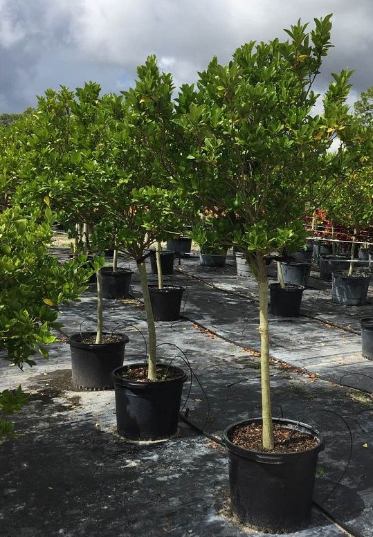 gardenia-jasminoides-miami-supreme-cape-jasmine-gandharaj-gardenia-augusta