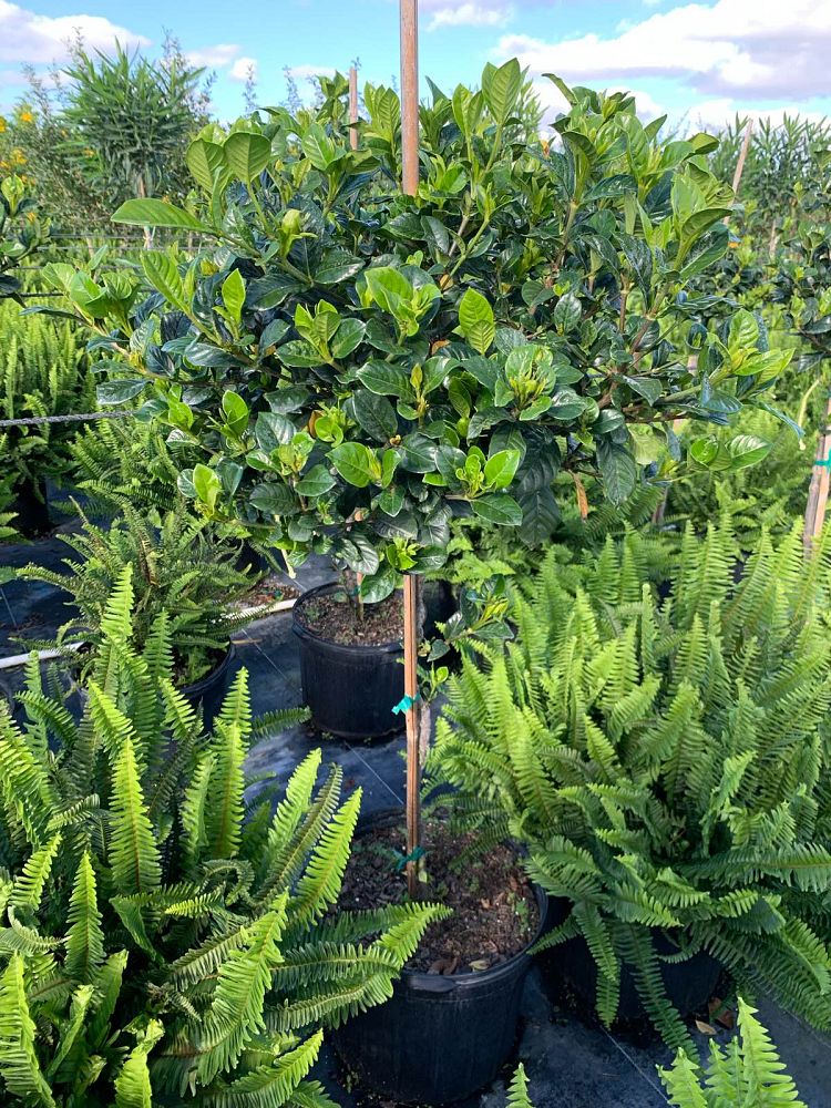 gardenia-jasminoides-miami-supreme-cape-jasmine-gandharaj-gardenia-augusta