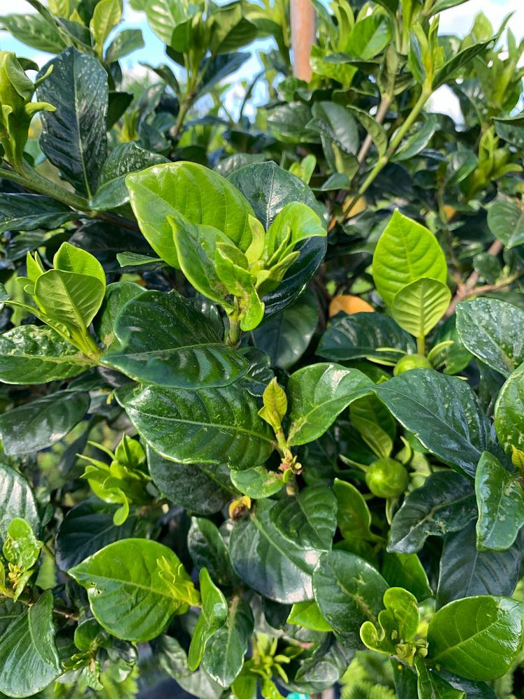 gardenia-jasminoides-miami-supreme-cape-jasmine-gandharaj-gardenia-augusta