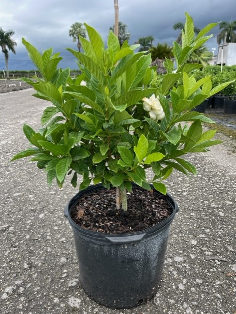 gardenia-jasminoides-miami-supreme-cape-jasmine-gandharaj-gardenia-augusta