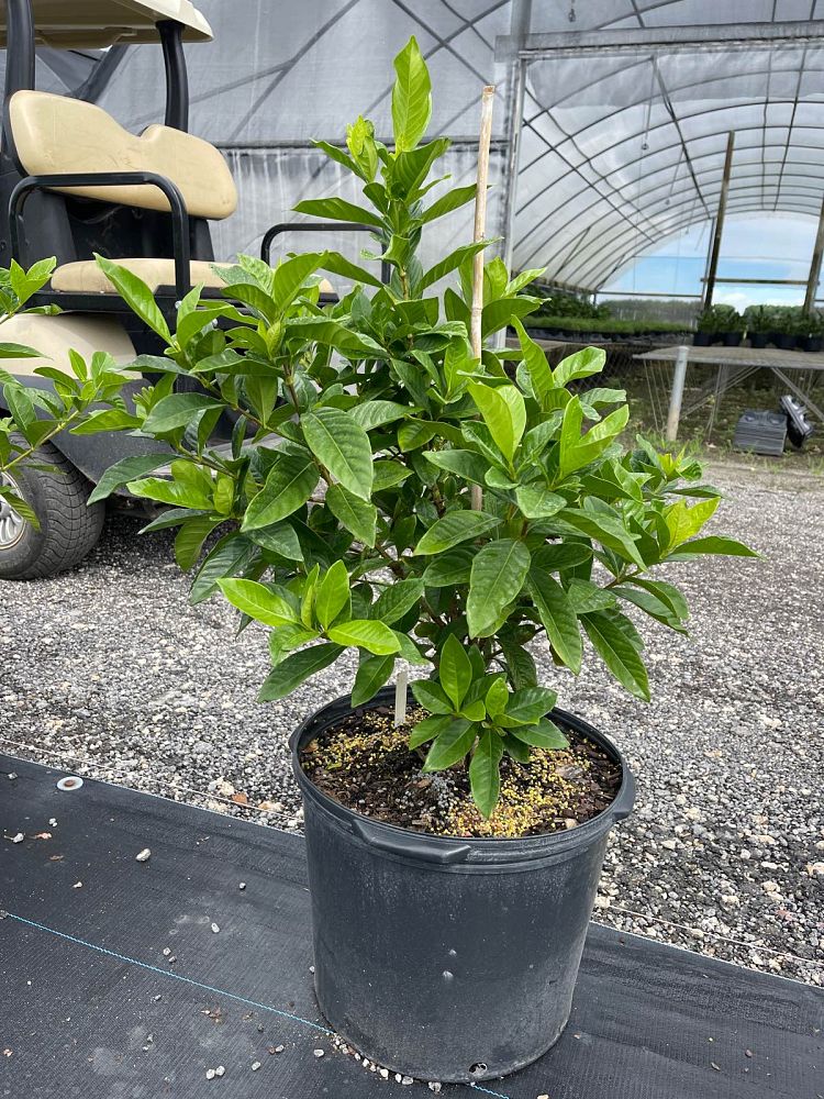 gardenia-jasminoides-miami-supreme-cape-jasmine-gandharaj-gardenia-augusta