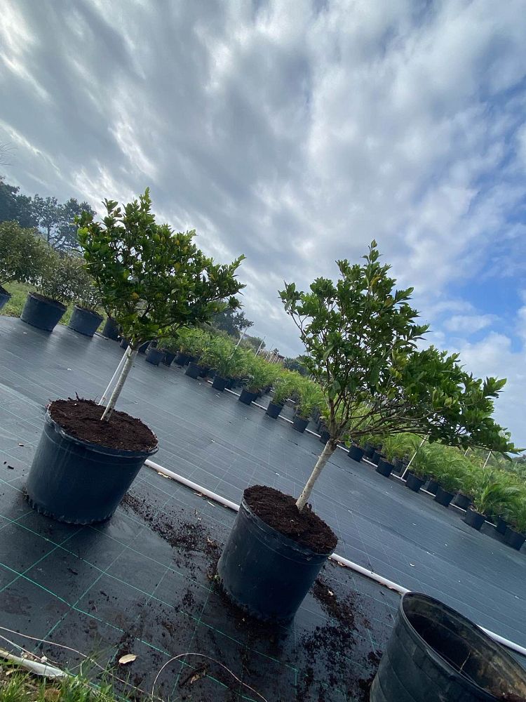gardenia-jasminoides-miami-supreme-cape-jasmine-gandharaj-gardenia-augusta