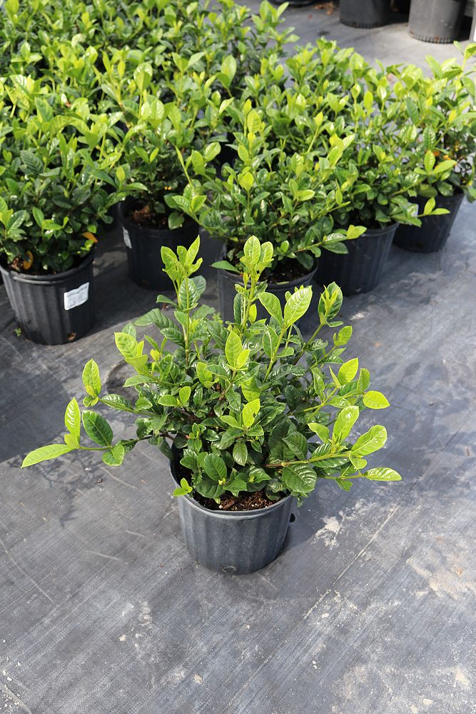 gardenia-jasminoides-miami-supreme-cape-jasmine-gandharaj-gardenia-augusta