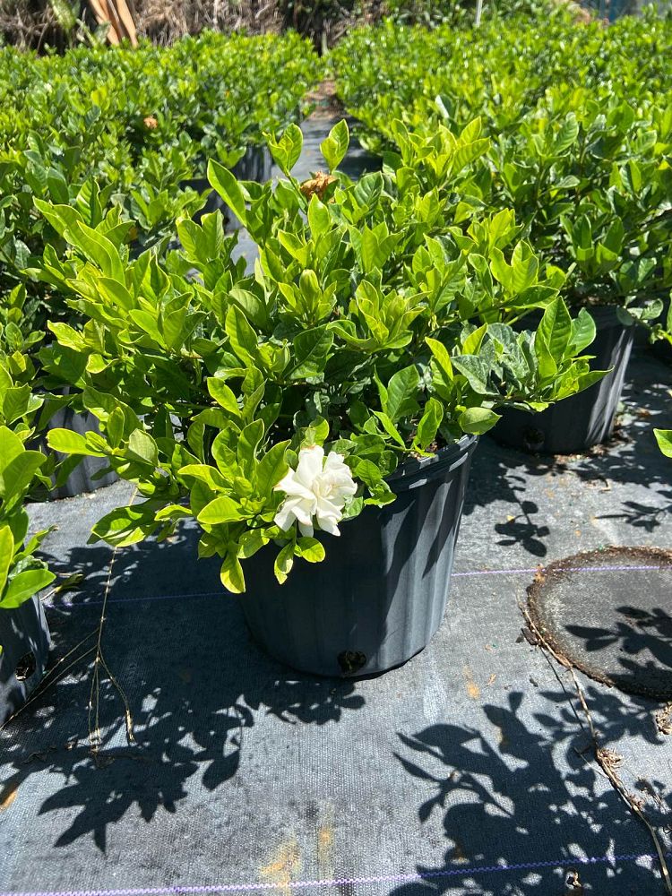 gardenia-jasminoides-miami-supreme-cape-jasmine-gandharaj-gardenia-augusta