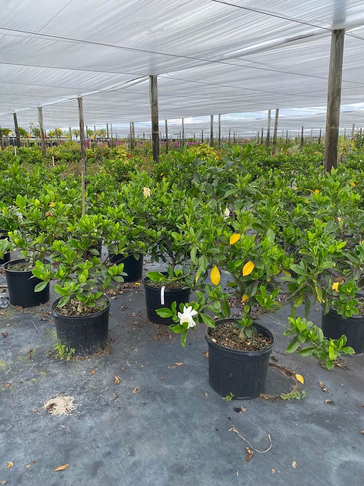 gardenia-jasminoides-miami-supreme-cape-jasmine-gandharaj-gardenia-augusta