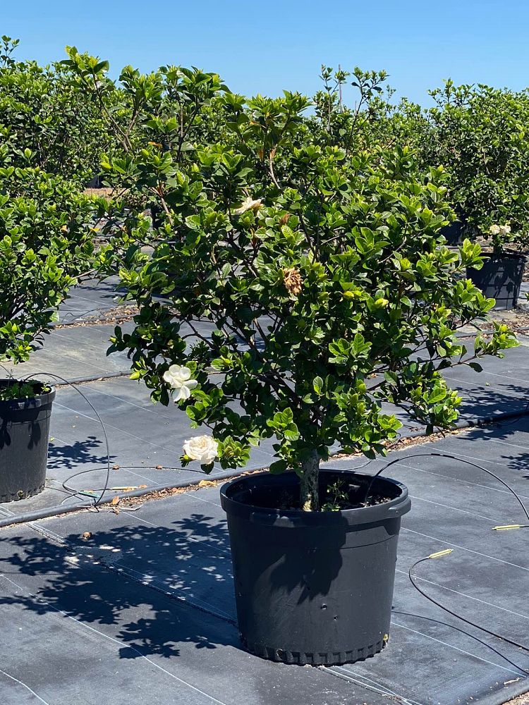 gardenia-jasminoides-miami-supreme-cape-jasmine-gandharaj-gardenia-augusta