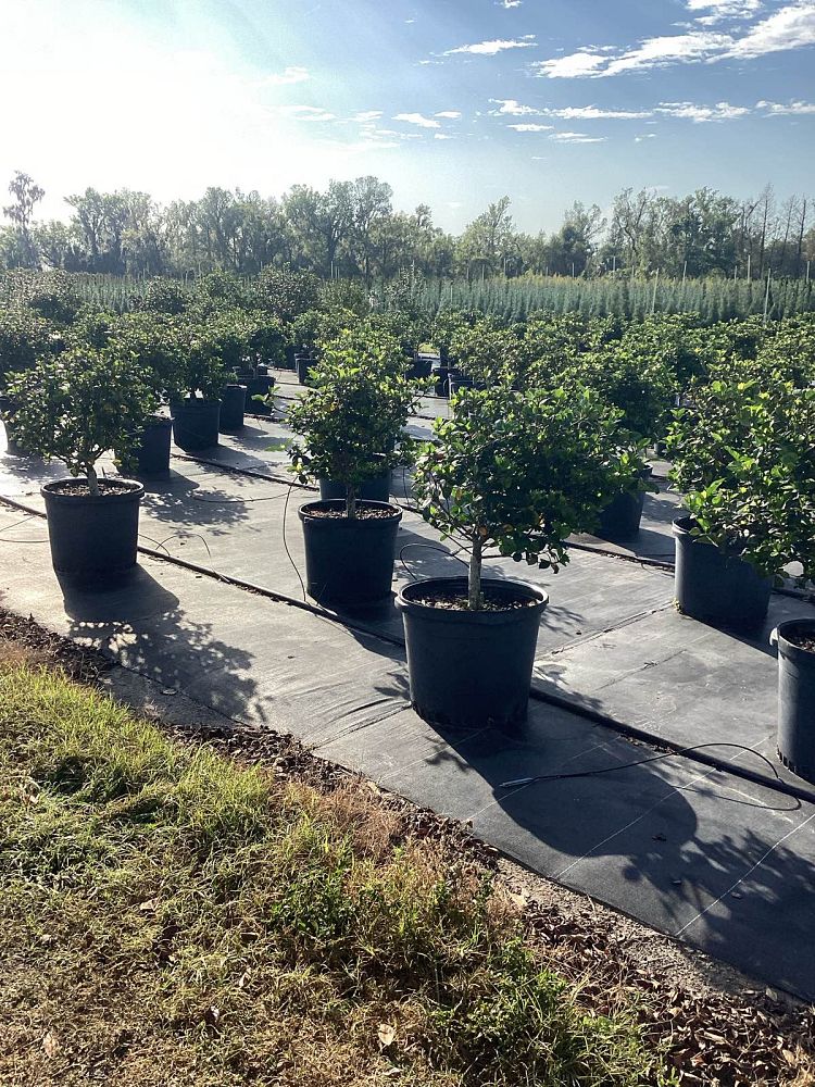 gardenia-jasminoides-miami-supreme-cape-jasmine-gandharaj-gardenia-augusta