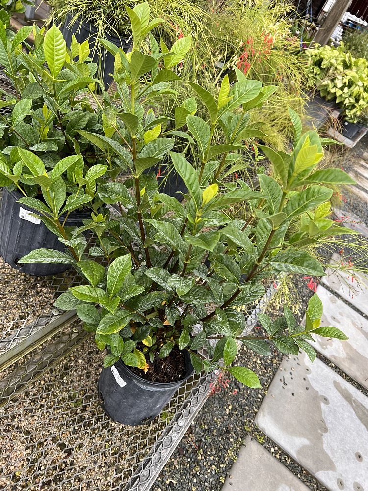 gardenia-jasminoides-miami-supreme-cape-jasmine-gandharaj-gardenia-augusta