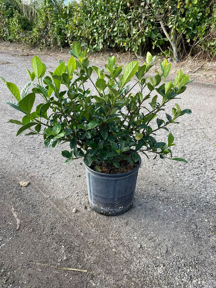 gardenia-jasminoides-miami-supreme-cape-jasmine-gandharaj-gardenia-augusta