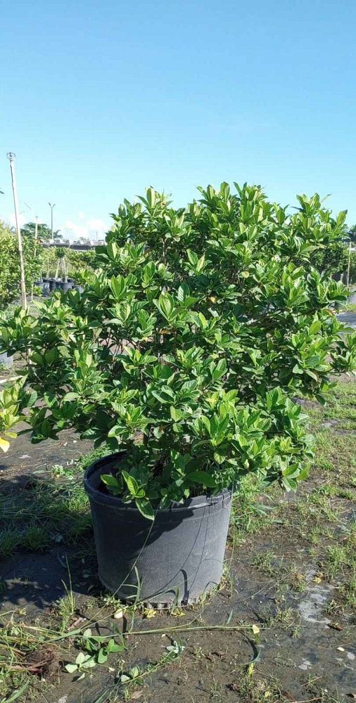gardenia-jasminoides-miami-supreme-cape-jasmine-gandharaj-gardenia-augusta