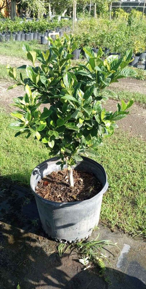 gardenia-jasminoides-miami-supreme-cape-jasmine-gandharaj-gardenia-augusta