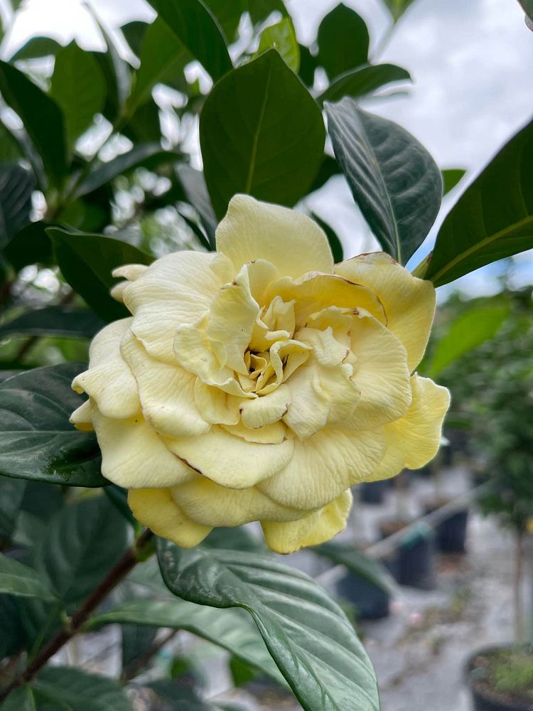 gardenia-jasminoides-miami-supreme-cape-jasmine-gandharaj-gardenia-augusta