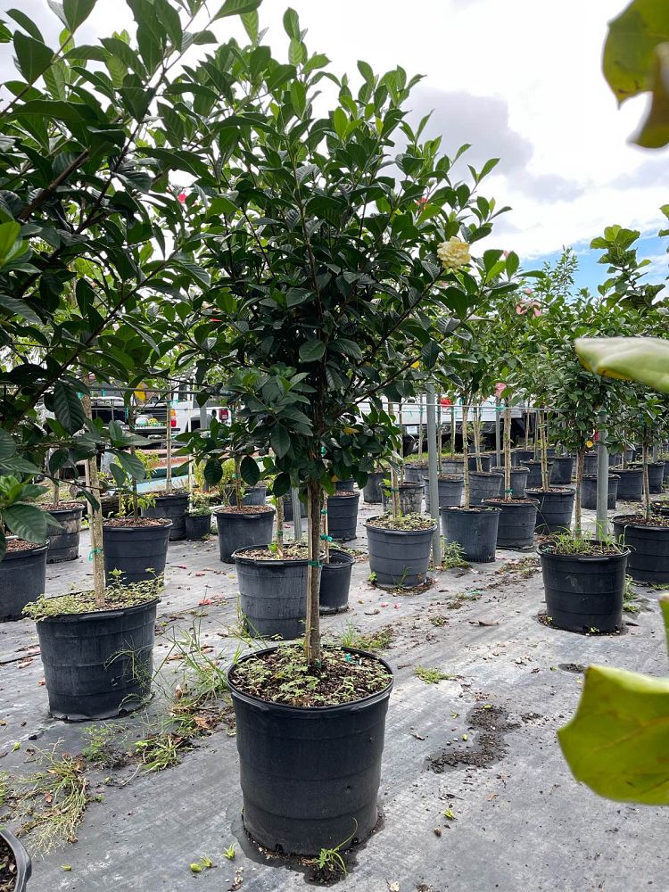 gardenia-jasminoides-miami-supreme-cape-jasmine-gandharaj-gardenia-augusta