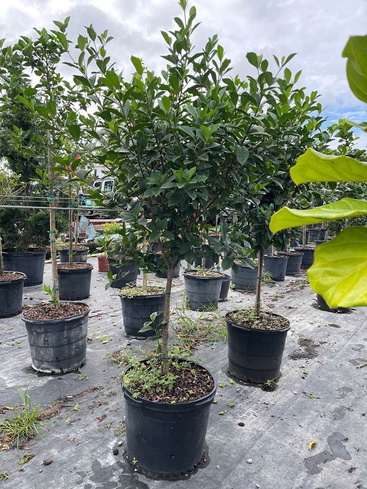 gardenia-jasminoides-miami-supreme-cape-jasmine-gandharaj-gardenia-augusta