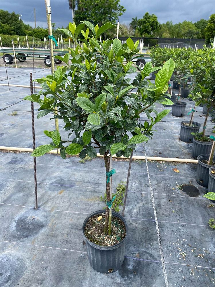 gardenia-jasminoides-miami-supreme-cape-jasmine-gandharaj-gardenia-augusta