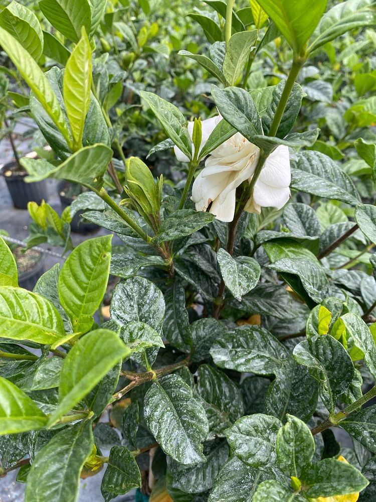gardenia-jasminoides-miami-supreme-cape-jasmine-gandharaj-gardenia-augusta