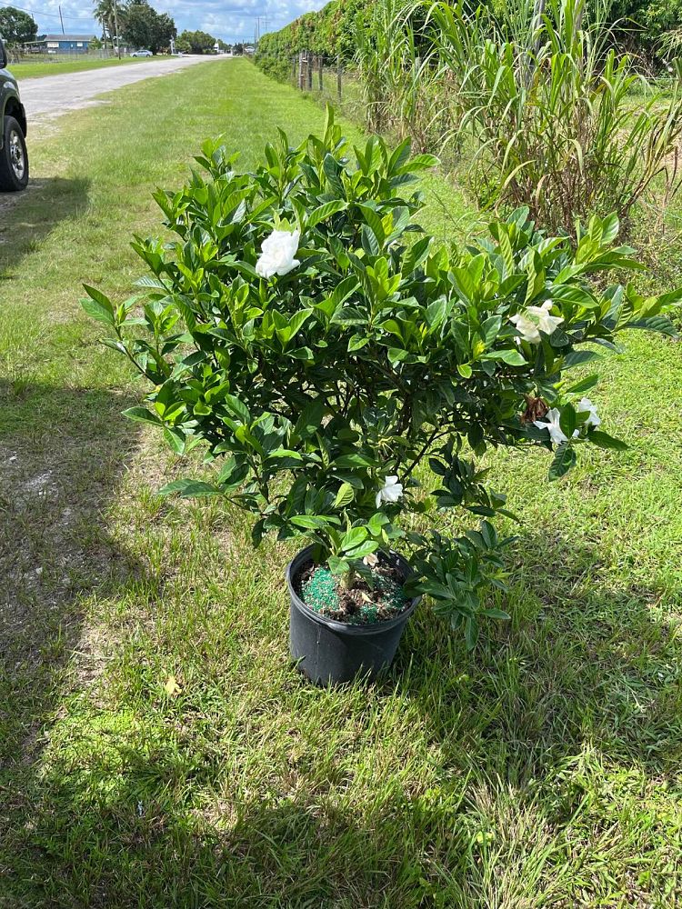 gardenia-jasminoides-miami-supreme-cape-jasmine-gandharaj-gardenia-augusta