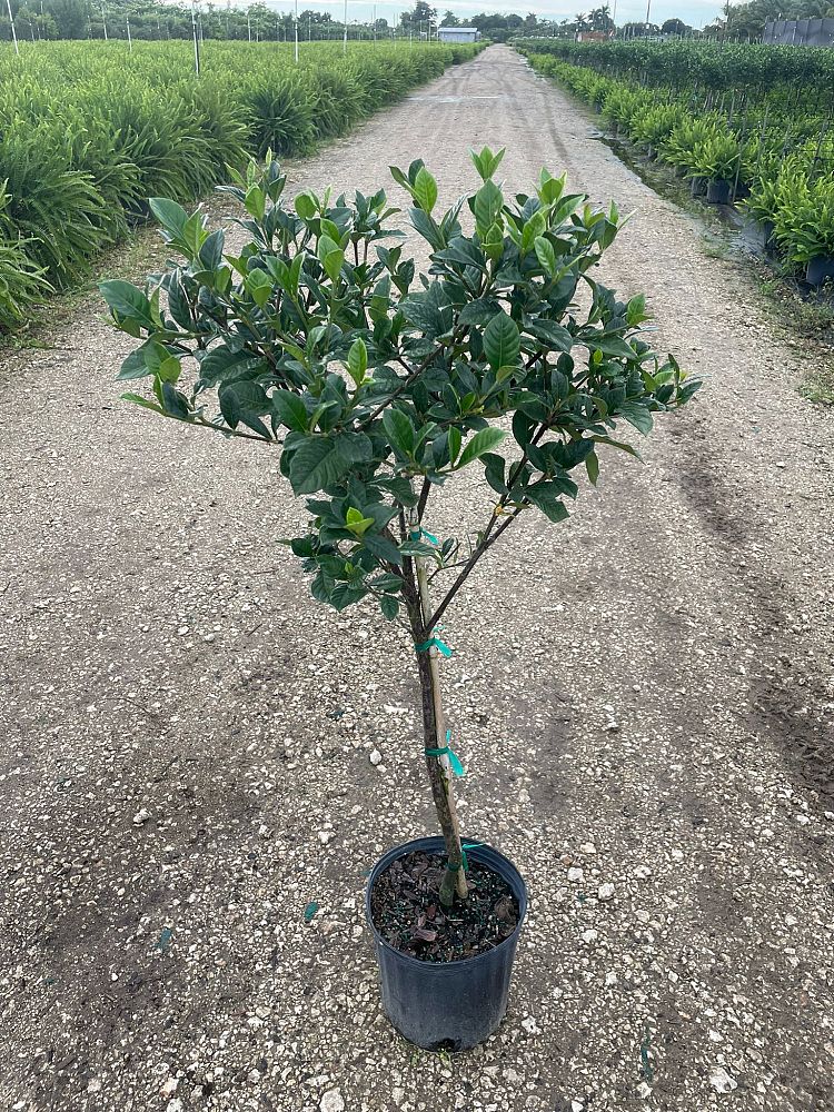 gardenia-jasminoides-miami-supreme-cape-jasmine-gandharaj-gardenia-augusta