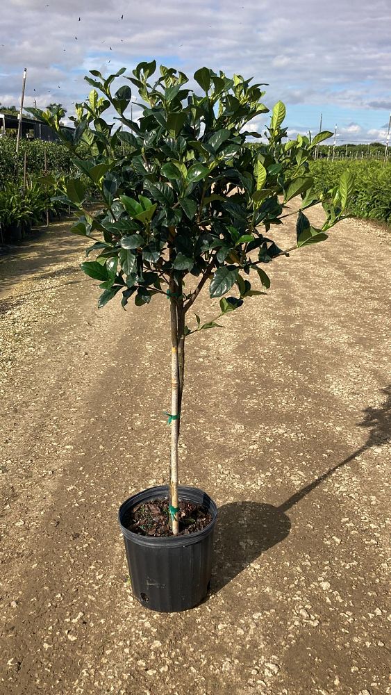 gardenia-jasminoides-miami-supreme-cape-jasmine-gandharaj-gardenia-augusta
