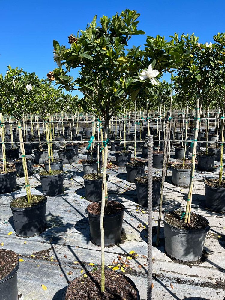 gardenia-jasminoides-miami-supreme-cape-jasmine-gandharaj-gardenia-augusta