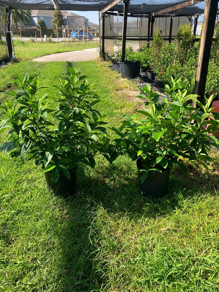 gardenia-jasminoides-miami-supreme-cape-jasmine-gandharaj-gardenia-augusta