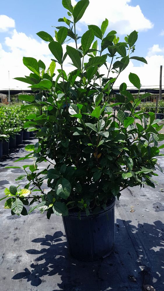 gardenia-jasminoides-miami-supreme-cape-jasmine-gandharaj-gardenia-augusta