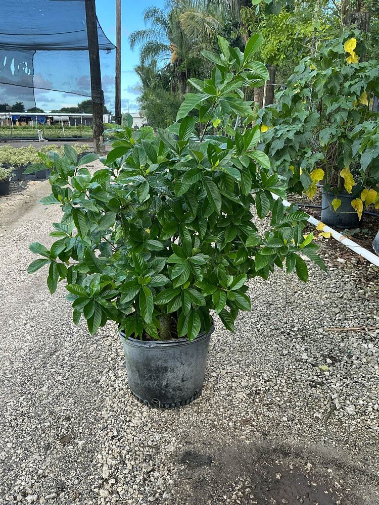 gardenia-jasminoides-miami-supreme-cape-jasmine-gandharaj-gardenia-augusta