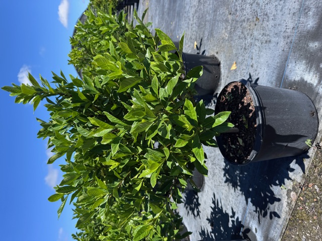 gardenia-jasminoides-miami-supreme-cape-jasmine-gandharaj-gardenia-augusta