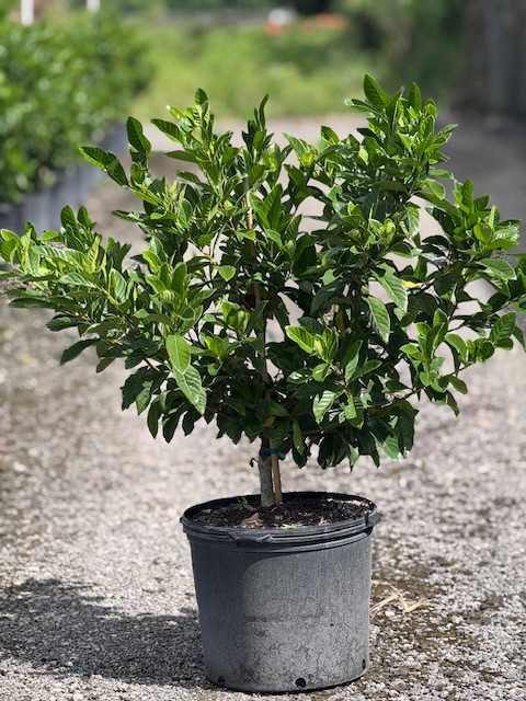 gardenia-jasminoides-miami-supreme-cape-jasmine-gandharaj-gardenia-augusta