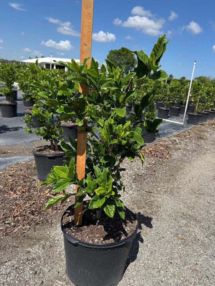 gardenia-jasminoides-miami-supreme-cape-jasmine-gandharaj-gardenia-augusta