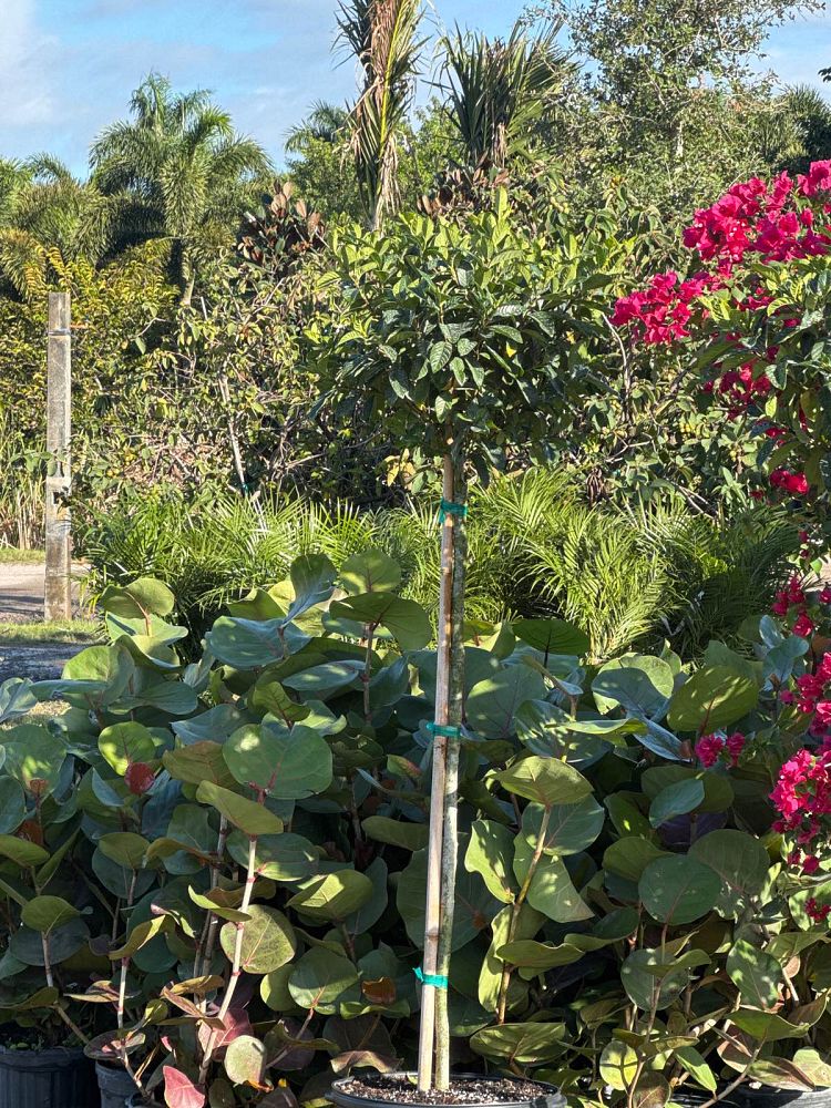 gardenia-jasminoides-miami-supreme-cape-jasmine-gandharaj-gardenia-augusta