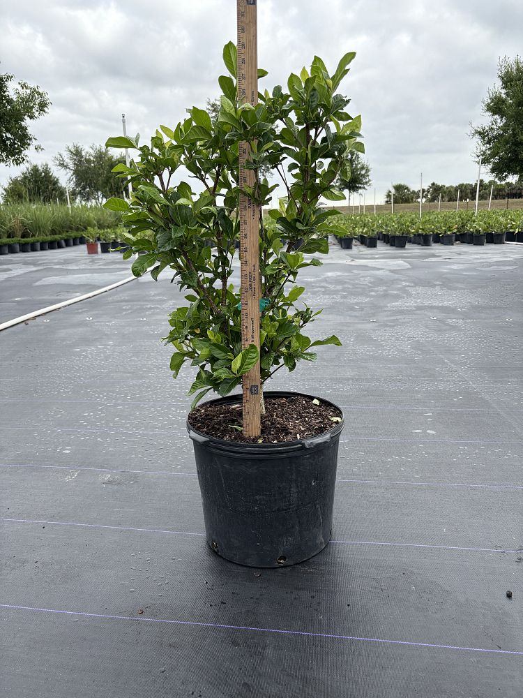 gardenia-jasminoides-miami-supreme-cape-jasmine-gandharaj-gardenia-augusta