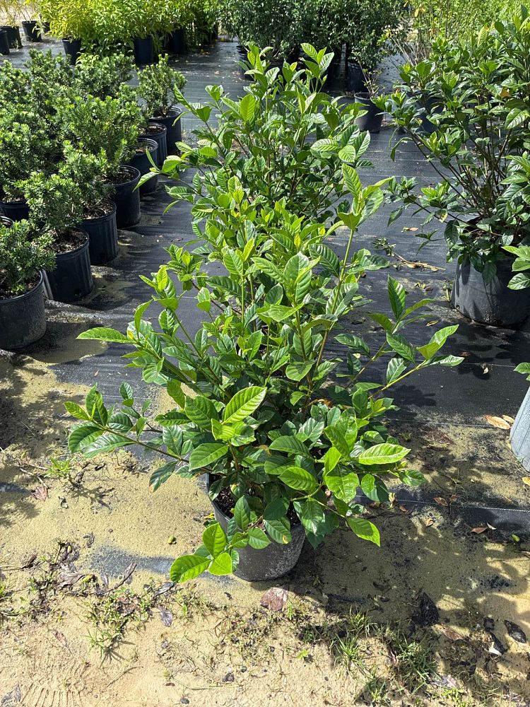 gardenia-jasminoides-miami-supreme-cape-jasmine-gandharaj-gardenia-augusta