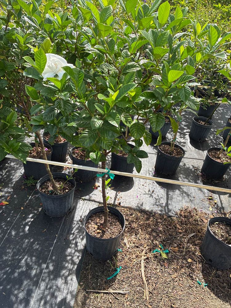 gardenia-jasminoides-miami-supreme-cape-jasmine-gandharaj-gardenia-augusta