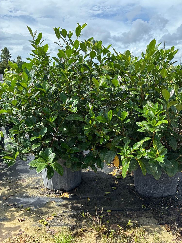 gardenia-jasminoides-miami-supreme-cape-jasmine-gandharaj-gardenia-augusta