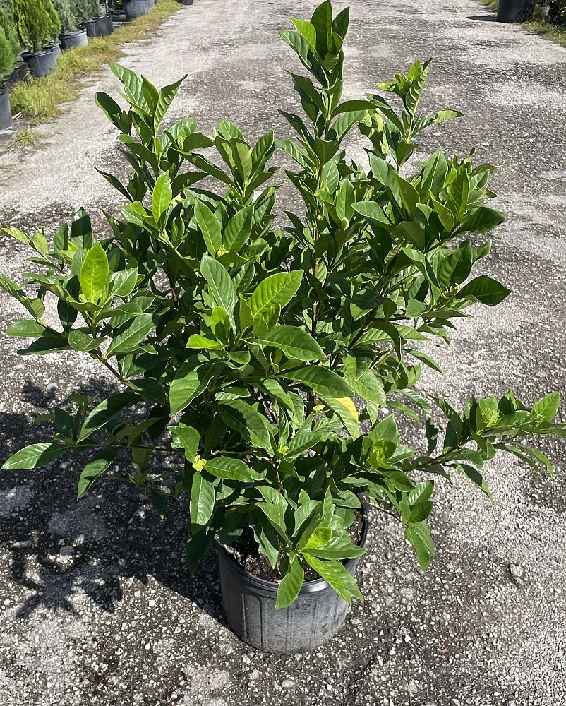 gardenia-jasminoides-miami-supreme-cape-jasmine-gandharaj-gardenia-augusta