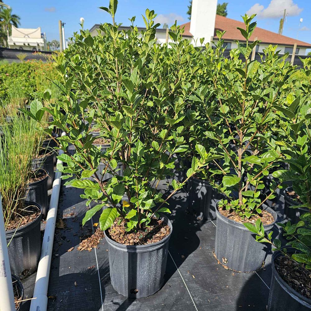 gardenia-jasminoides-miami-supreme-cape-jasmine-gandharaj-gardenia-augusta