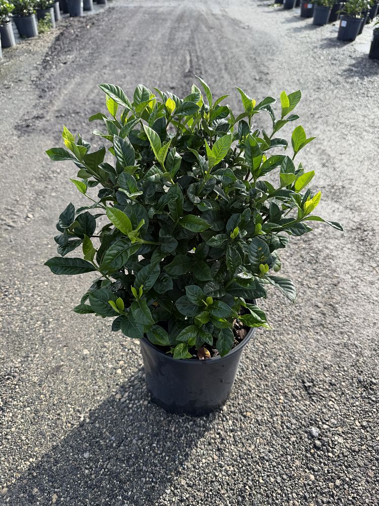 gardenia-jasminoides-miami-supreme-cape-jasmine-gandharaj-gardenia-augusta
