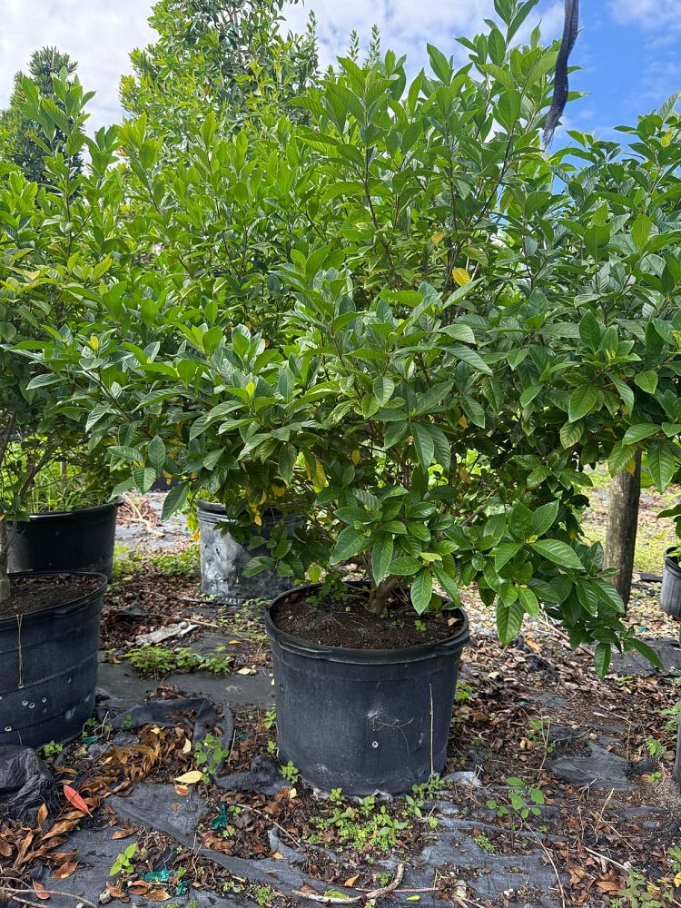 gardenia-jasminoides-miami-supreme-cape-jasmine-gandharaj-gardenia-augusta