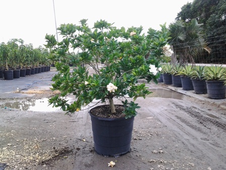 gardenia-jasminoides-miami-supreme-grafted-cape-jasmine-gandharaj-gardenia-augusta
