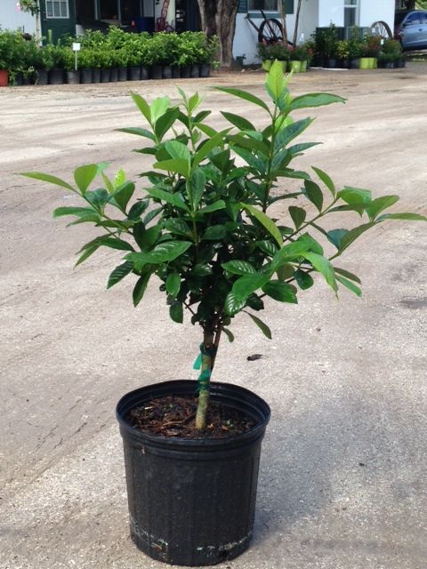 gardenia-jasminoides-miami-supreme-grafted-cape-jasmine-gandharaj-gardenia-augusta