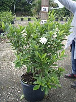 gardenia-jasminoides-miami-supreme-grafted-cape-jasmine-gandharaj-gardenia-augusta