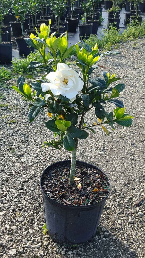 gardenia-jasminoides-miami-supreme-grafted-cape-jasmine-gandharaj-gardenia-augusta