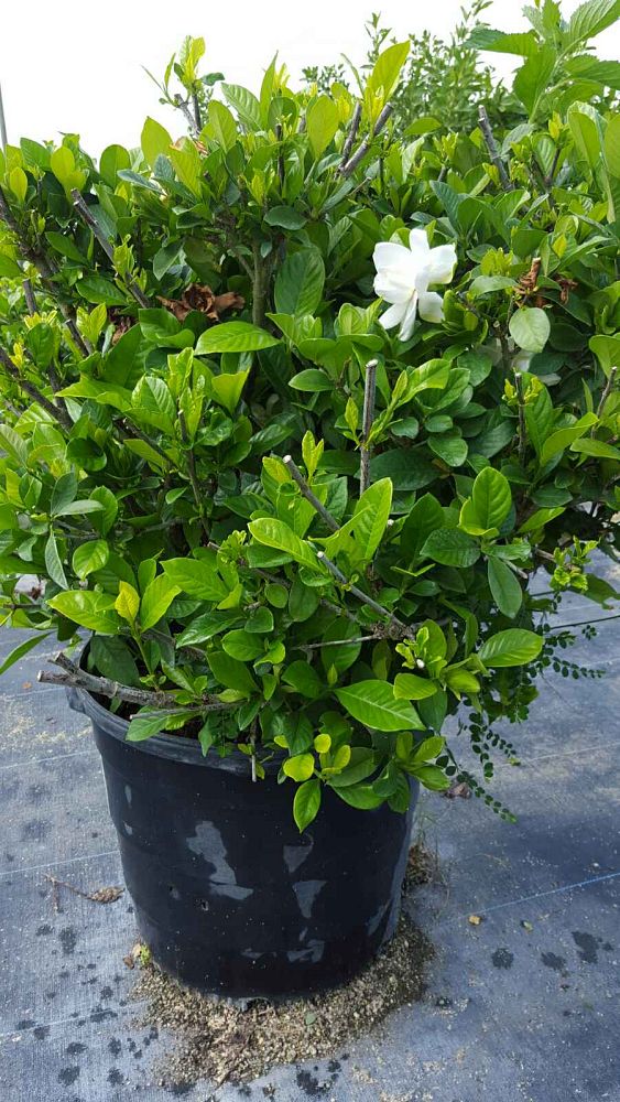 gardenia-jasminoides-miami-supreme-grafted-cape-jasmine-gandharaj-gardenia-augusta