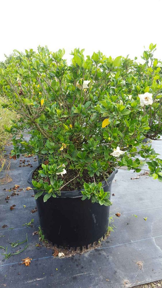 gardenia-jasminoides-miami-supreme-grafted-cape-jasmine-gandharaj-gardenia-augusta